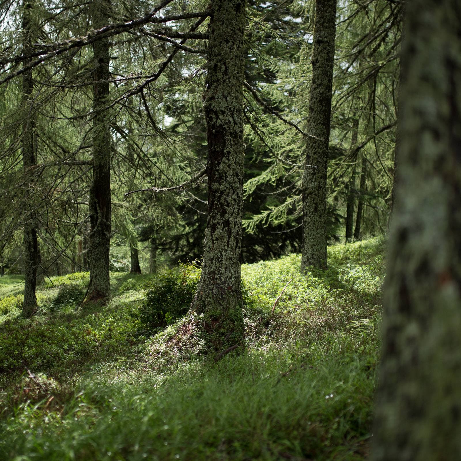 Regentaucher Fotografie | Inmitten alter Bäume in den italienischen Alpen